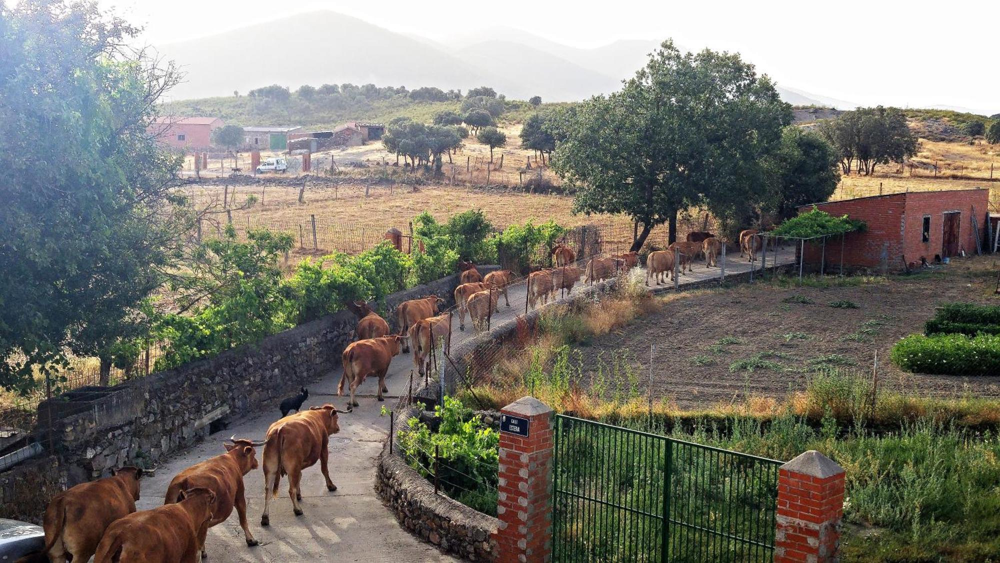 Casa Con Piscina En Parque Nacional De Cabaneros Navas de Estena ภายนอก รูปภาพ